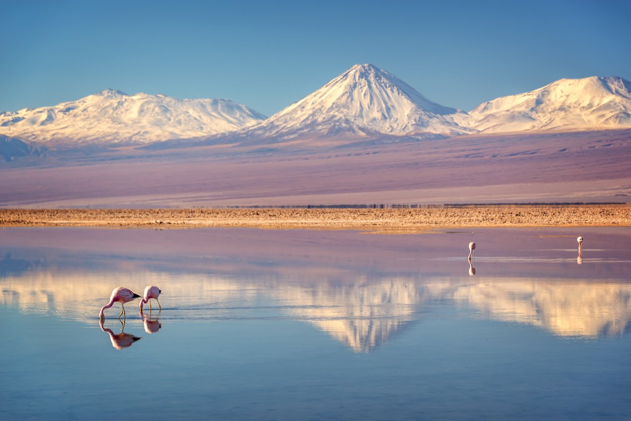 Licancabur volcano and Andean flamingos at Laguna Chaxa, Atacama salt flat, Chile