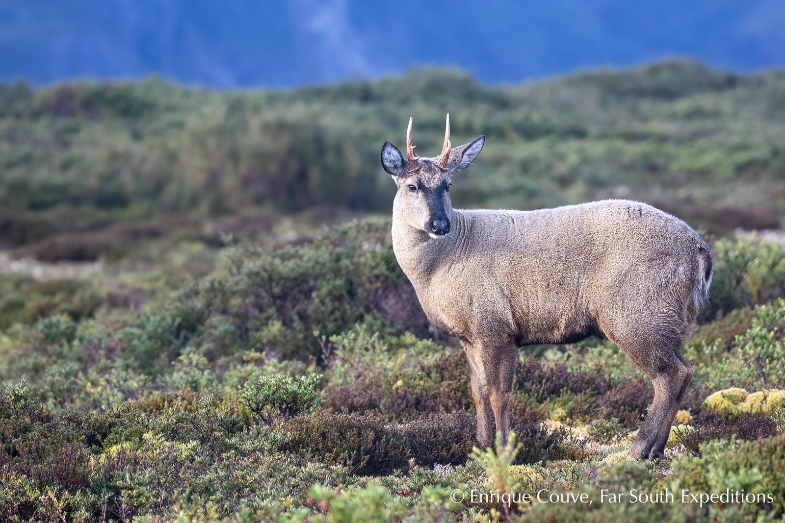 Huemul deer, Chile's national animal