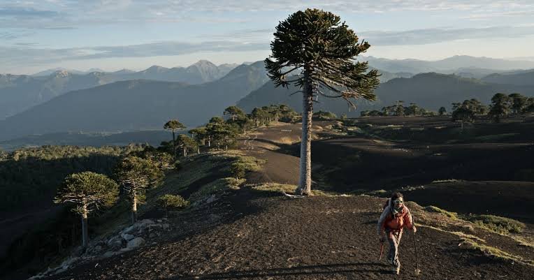Araucaria araucana, Chile's national tree